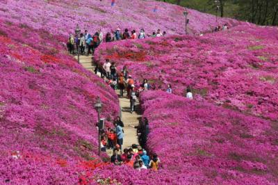 [NSP PHOTO]군포철쭉축제 경기도축제 문화사계 봄 함께 열린다