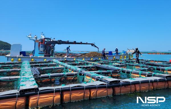 NSP통신-친환경수산물 생산기반- 전복양식장(완도 보길도) (사진 = 전남도)