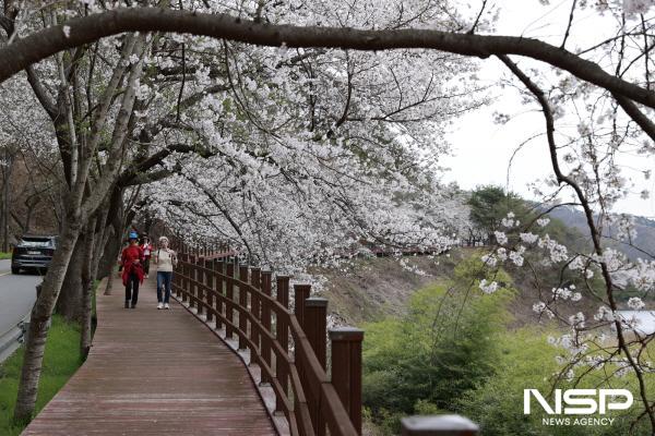 NSP통신-제11회 보성벚꽃축제 전경 (사진 = 보성군)