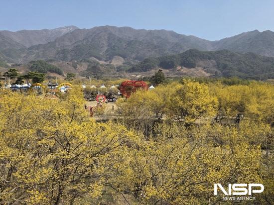 NSP통신-제26회 구례산수유꽃축제 (사진 = 구례군청)