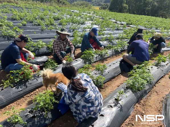 NSP통신-2024년 전남살아보기 참가자들이 마을 감자밭에서 감자가 잘 클 수 있도록 줄기 아래부분에 흙을 덮어주고 있다. (사진 = 보성군)