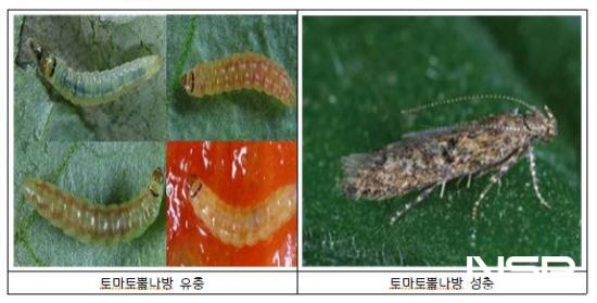 NSP통신-토마토뿔나방 (이미지 = 광양시청)