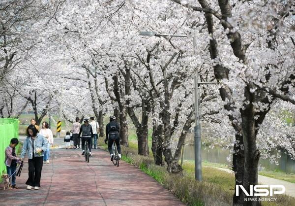 NSP통신-오는 5일 서천변 벚꽃길 일원에서 제3회 서면 벚꽃축제를 개최한다 (사진 = 순천시)