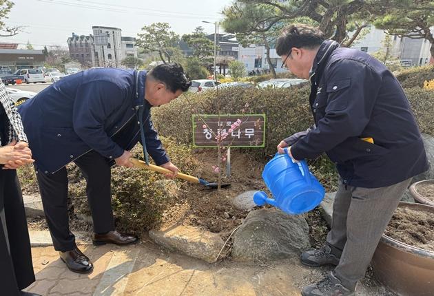NSP통신-일로읍사무소 앞에 식재된 청렴나무(매화나무) (사진 = 무안군)