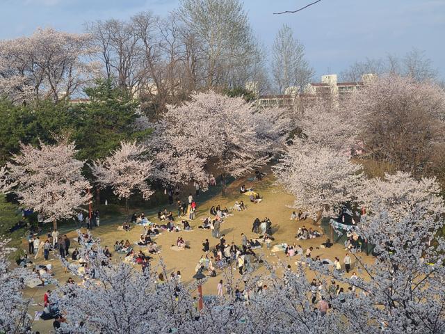 NSP통신-남산 벚꽃 풍경 모습. (사진 = 강릉시)
