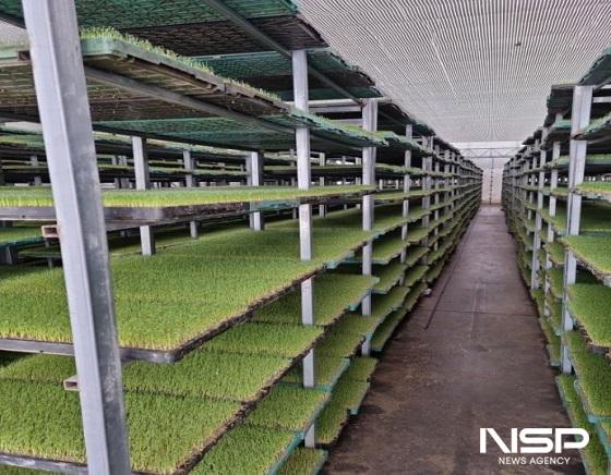 NSP통신- (사진 = 군산시)