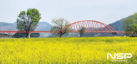 NSP통신-진월면 오사리 유채꽃밭 (사진 = 광양시청)