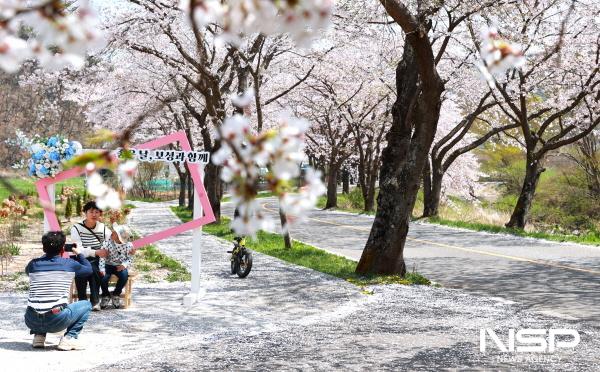 NSP통신-보성군 문덕면 대원사 왕벚나무길 벚꽃 만개 (사진 = 보성군)