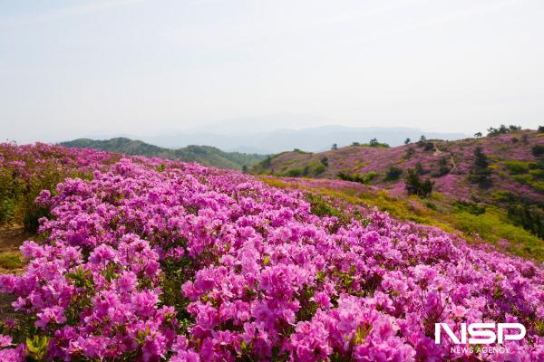NSP통신-전국 최대 철쭉 군락지 보성군 일림산 전경 (사진 = 보성군)
