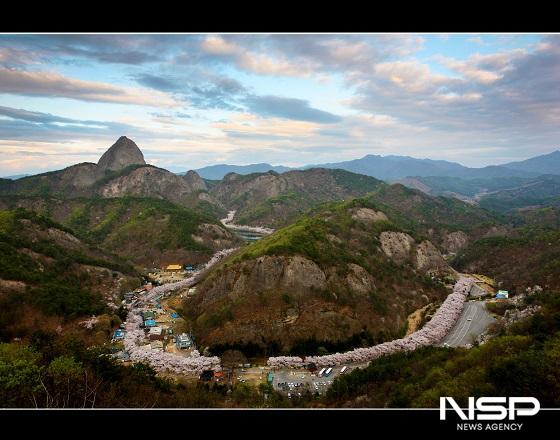 NSP통신-마이산남부 벚꽃길 (사진 = 진안군)