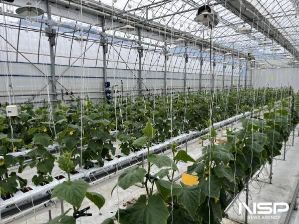 NSP통신-고흥군 양액재배 오이 첫 수확 성공...스마트농업 새 장 연다 (사진 = 고흥군)