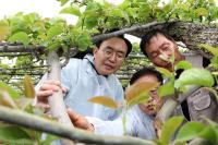 [NSP PHOTO]윤병태 나주시장, 배꽃 냉해 현장 긴급 점검