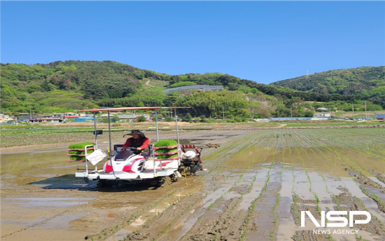 NSP통신-진월면 차사리 들녘에서 올해 첫 모내기 (사진 = 광양시청)