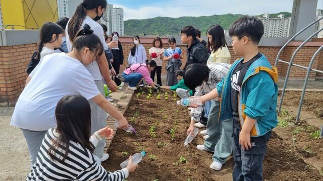 NSP통신-수원중촌초등학교 아이들이 텃밭체험을 하고 있다. (사진 = 수원시)