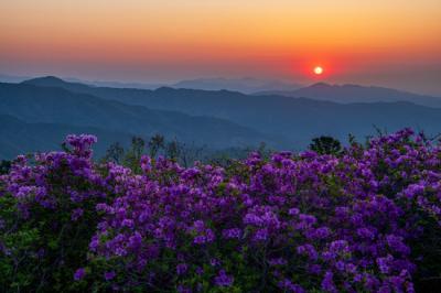 [NSP PHOTO]광양시 백운산 국사봉 진분홍 철쭉 절정