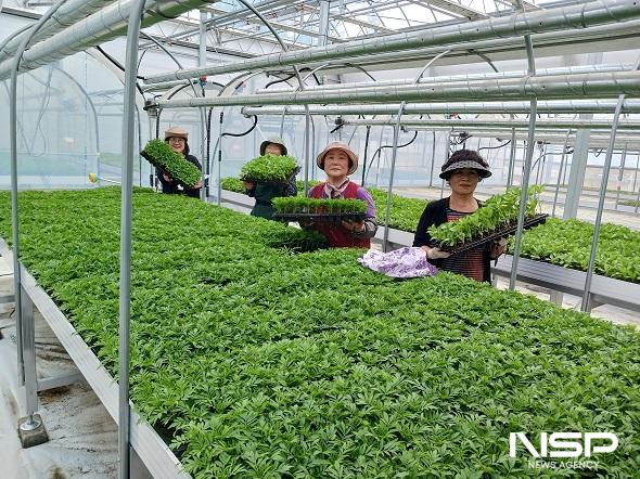 NSP통신-완주군이 경관 조성용 꽃묘 10만여 본을 7일부터 9일까지 읍·면 행정복지센터 등 관내 공공기관에 분양한다. (사진 = 완주군)