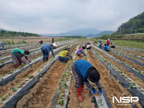 NSP통신-고구마 모종 심기와 흙 덮기 (사진 = 광양시청)