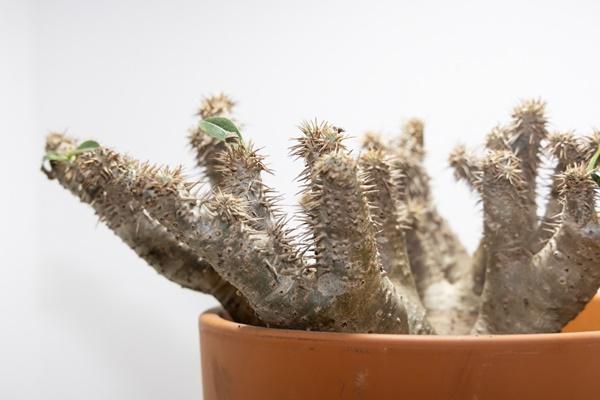 NSP통신-고양국제꽃박람회 희귀식물 마다가스카르의 파키포디움 (사진 = 고양시)