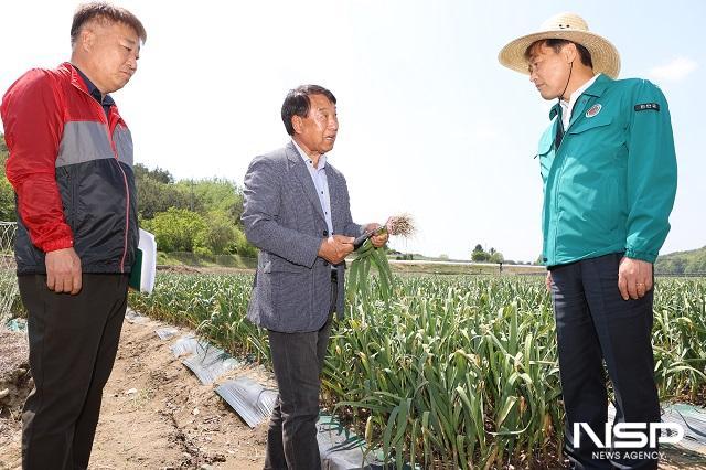 NSP통신-전춘성 진안군수(사진 오른쪽)가 마늘농가(가운데)로부터 재배 설명을 듣고 있다. (사진 = 진안군)