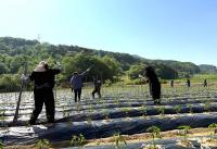 [NSP PHOTO]진안군, 영농철 농촌일손돕기 총력 추진