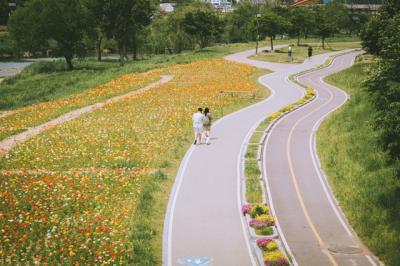 [NSP PHOTO]오산시 자연속 힐링 명소 오산천 꽃길 함께 걸어요