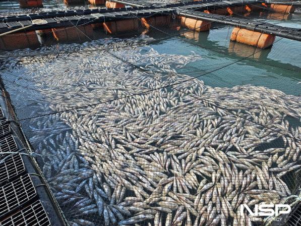 NSP통신-지난 2~3월 기록적인 한파로 인해 저수온 피해를 입은 양식장 (사진 = 전남도)