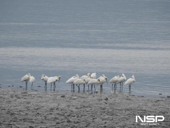 NSP통신-순천만 여름철새 저어새 (사진 = 순천시)