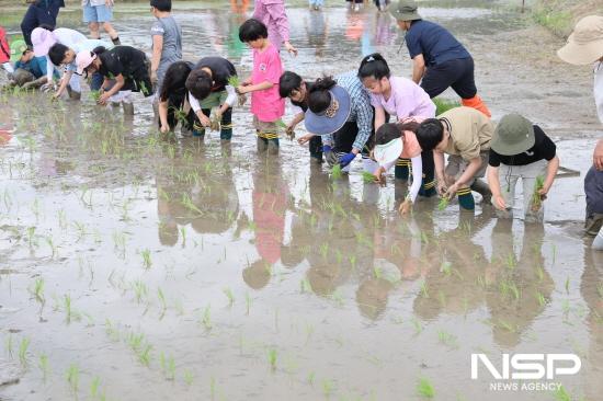 NSP통신-농촌 유학생과 지역 학생들함께 모내기 체험 (사진 = 구례군청)