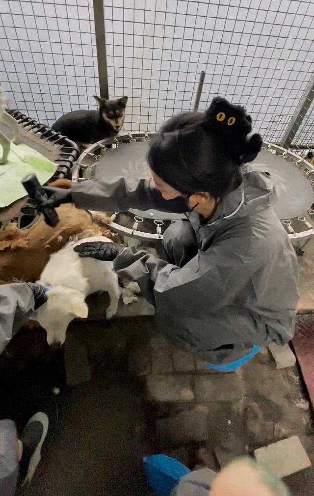 NSP통신-리루 유기견 미용봉사단원이 대구 한나네 보호소에서 미용 봉사를 하는 모습. (사진 = 리루 유기견 미용봉사단)