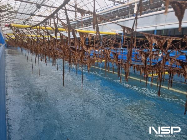 NSP통신-김 육상양식(고흥군 시범사업) (사진 = 전남도)