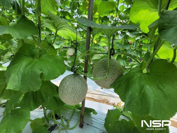 NSP통신-전남도 친환경농산물 품목 다양화 -멜론(순천) (사진 = 전남도)