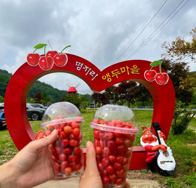 NSP통신-앵두 축제 모습. (사진 = 양양군)