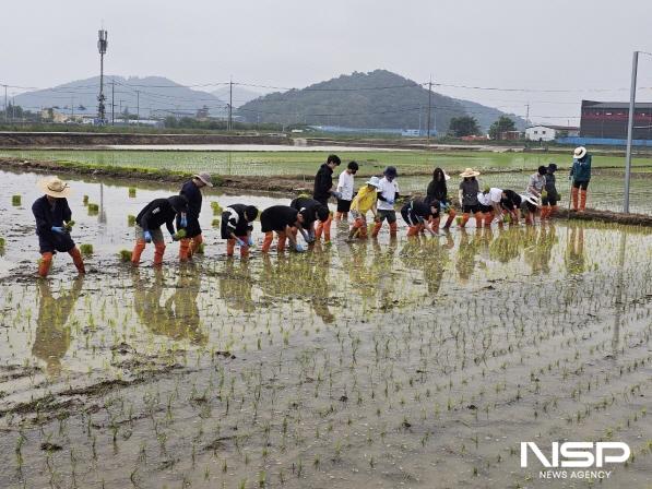 NSP통신-순천시 별량면 논아트 모내기 체험행사 (사진 = 순천시)