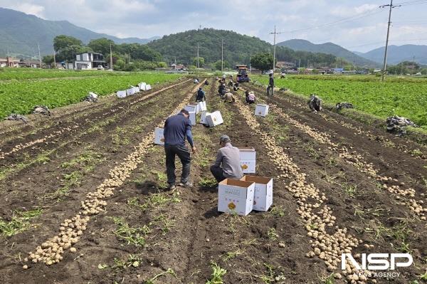 NSP통신-전남 보성군이 자랑하는 봄 햇감자가 본격 수확 철에 들어섰다-봄 감자 수확 현장 (사진 = 보성군)