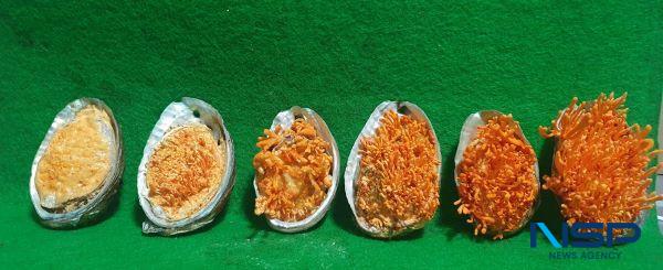 NSP통신- (사진 = 완도군)