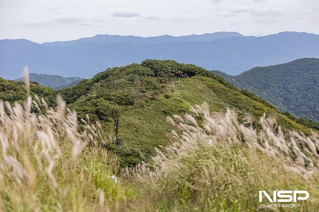 NSP통신-장수군 장안산 억새숲 전경 (사진 = 장수군)