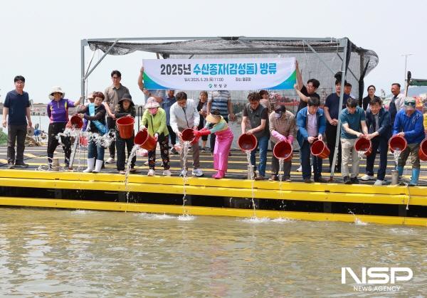 NSP통신-보성군 득량만 수산자원 회복을 위해 약 5cm 크기의 감성돔 치어 18만 미가 방류돼 바다로 돌아갔다 (사진 = 보성군)