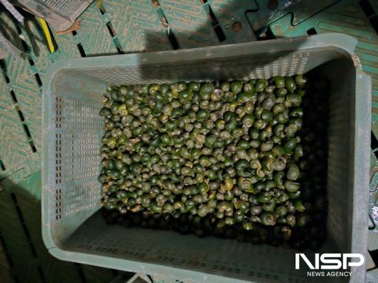 NSP통신-왕우렁이 (사진 = 광양시청)
