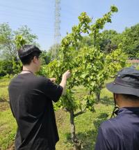 [NSP PHOTO]시흥시, 과수화상병 의심된다면 신고하세요