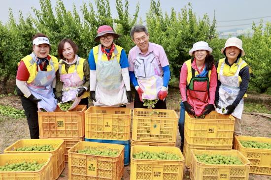 NSP통신-이돈성 조합장과 하나로봉사단 매실 수확 (사진 = 동광양농협)