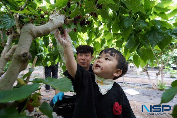 NSP통신- (사진 = 해남군)