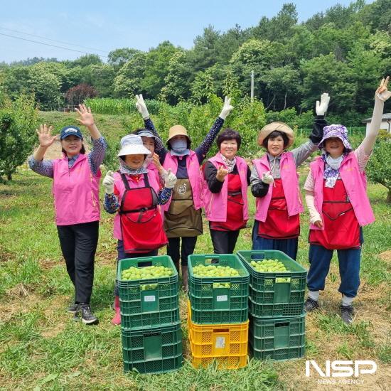 NSP통신-매실 수확 작업 (사진 = 광양농협)