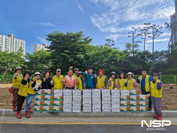 NSP통신-순천시 서면 시정멘토단 위원 27명은 사랑의 감자를 수확해 취약계층 가정에 전달했다. (사진 = 순천시)