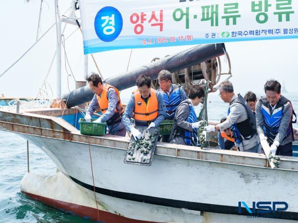 NSP통신-한국수력원자력 월성원자력본부는 제30회 바다의 날을 기념해 지난 10일 경주시 감포읍 척사항과 인근 연안에서 발전소 온배수를 이용해 양식한 강도다리치어 6만 마리, 전복치패 12만미를 방류했다. (사진 = 월성원자력본부)