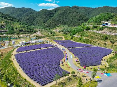[NSP PHOTO]동해시 무릉별유천지 라벤더 축제 개막