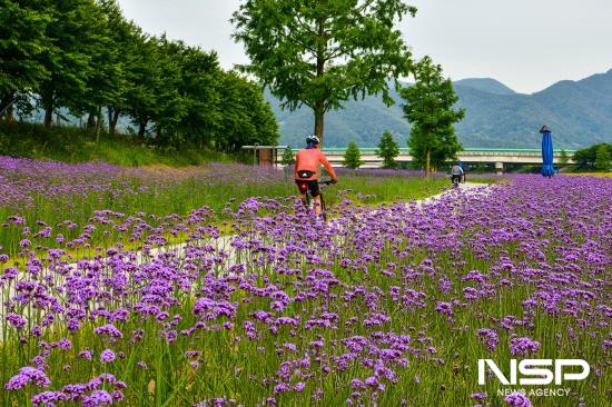 NSP통신-투명한 서천변을 수놓은 수레국화, 버들마편초 (사진 = 광양시청)