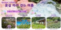 [NSP PHOTO]진도군, 운림 수국의 밤 관심 집중