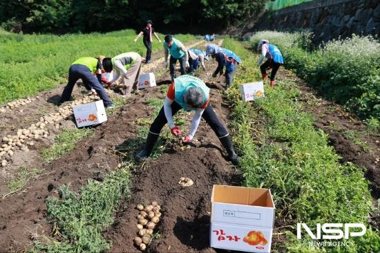 NSP통신-농가주부모임 회원들과 동광양농협 임직원, 농협중앙회 광양시지부 직원들 감자 수확 (사진 = 동광양농협)