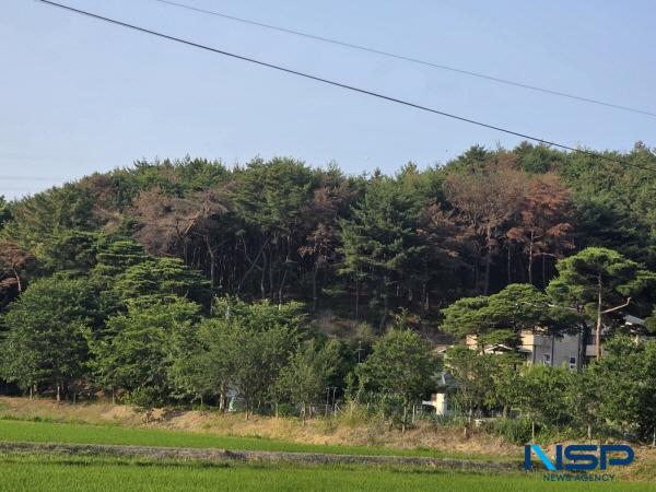 NSP통신-소나무재선충병에 감염된 포항시 북구 양덕동 야산 소나무들 (사진 = 독자 제공)