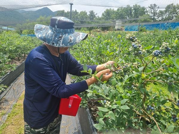 NSP통신- (사진 = 강진군)